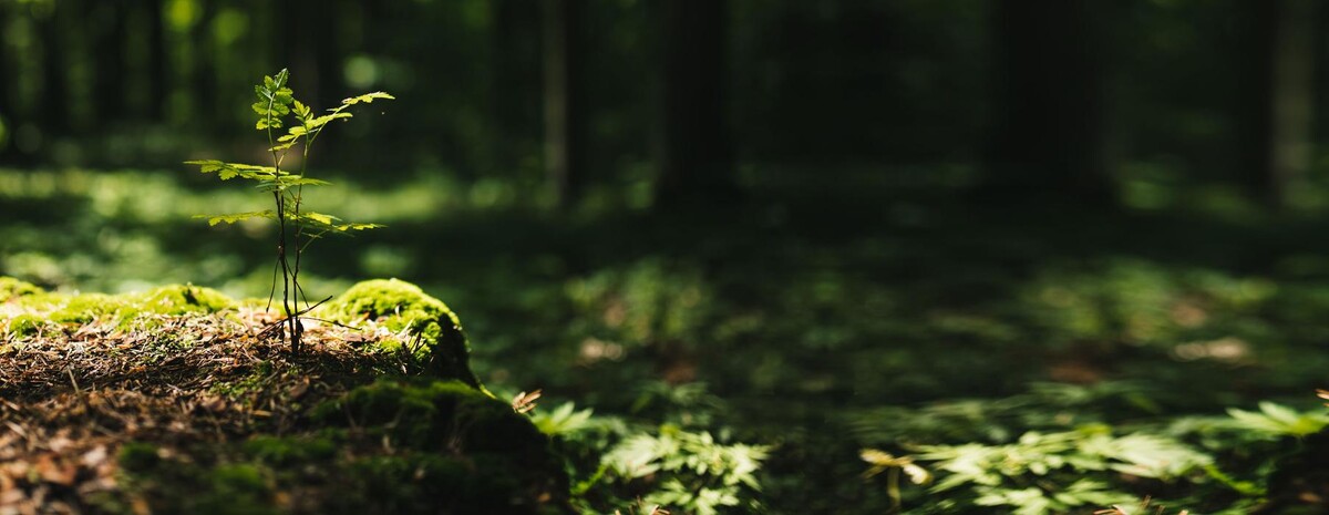 Bilder Bestattungen Familie Kraft