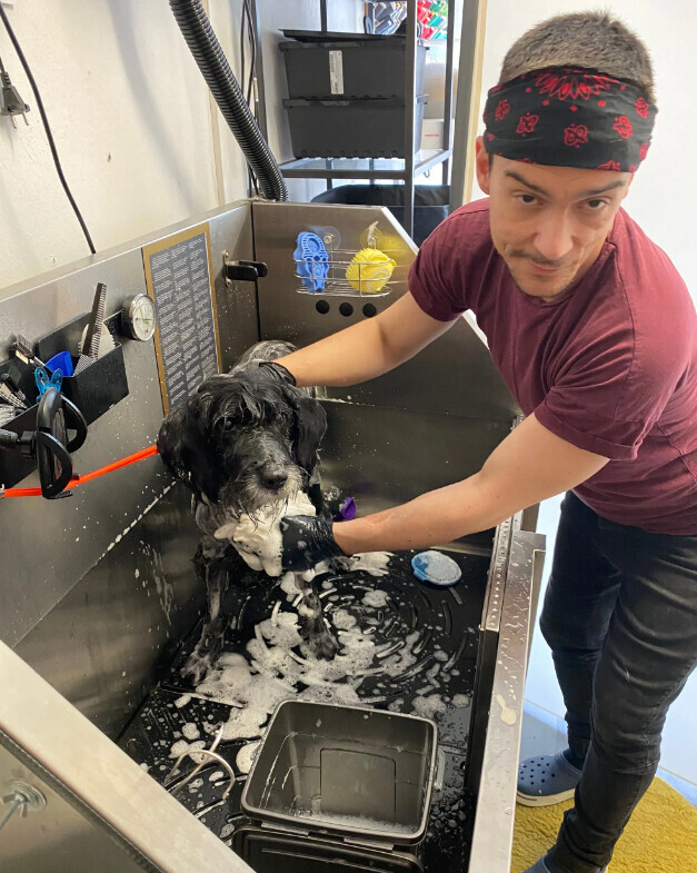 Bilder Doggy Style Hundepflege