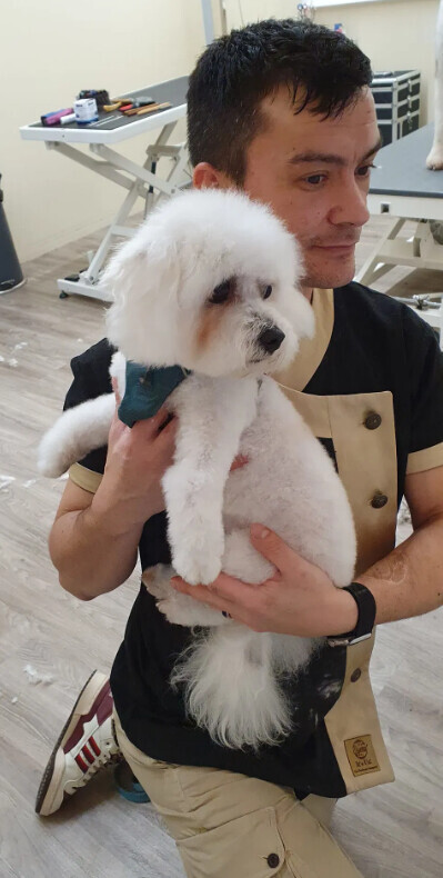 Bilder Doggy Style Hundepflege