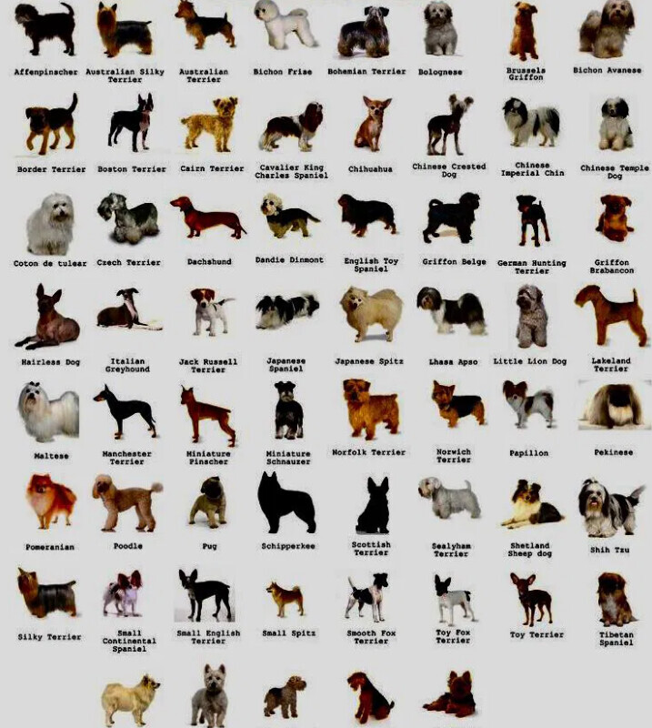 Bilder Doggy Style Hundepflege