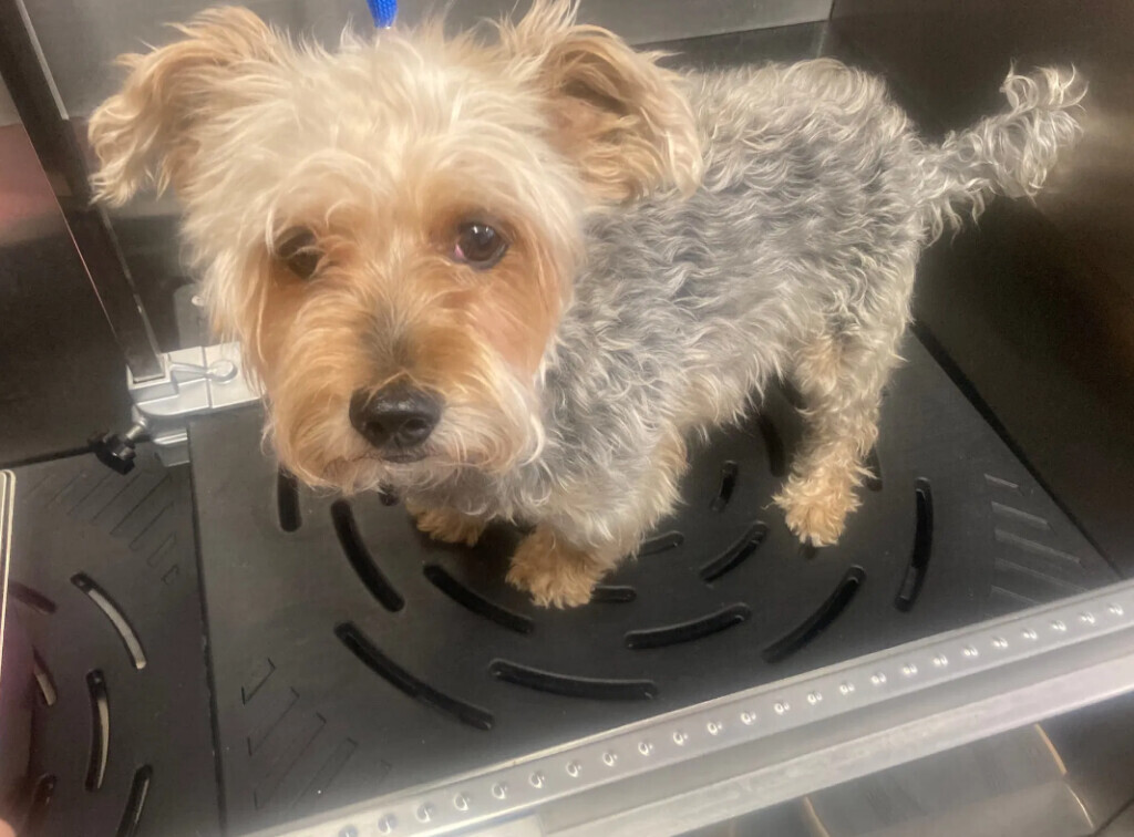 Bilder Doggy Style Hundepflege