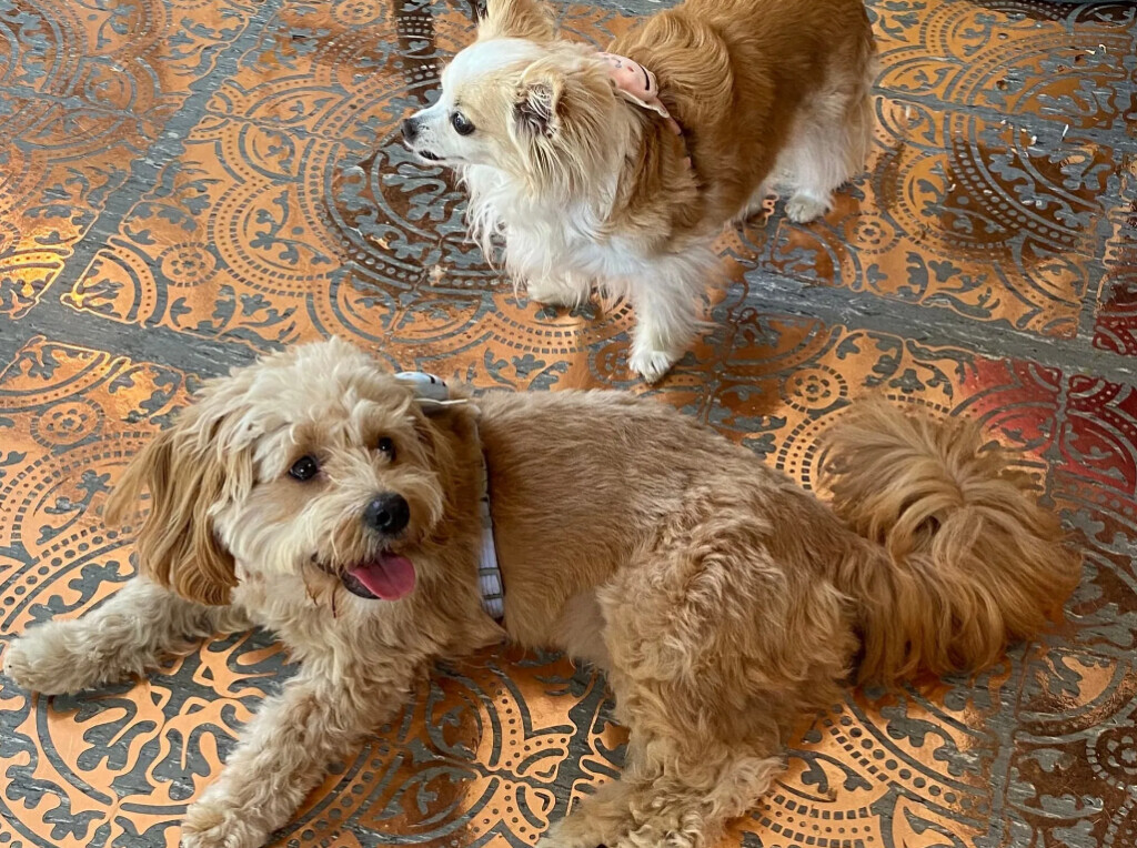 Bilder Doggy Style Hundepflege