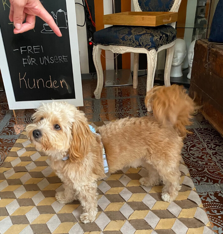 Bilder Doggy Style Hundepflege