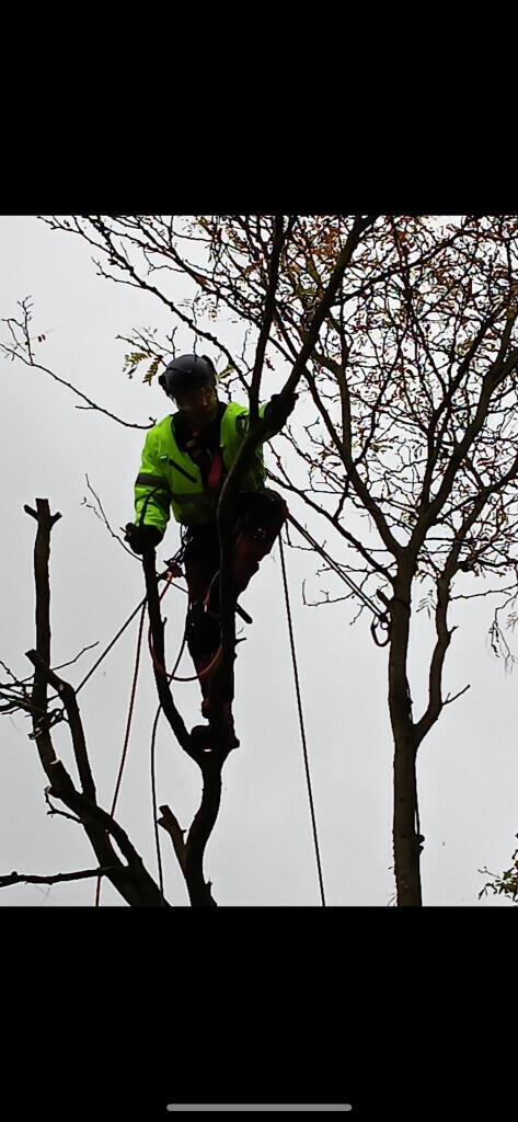 Bilder Omach Gartenlandschaftsbau