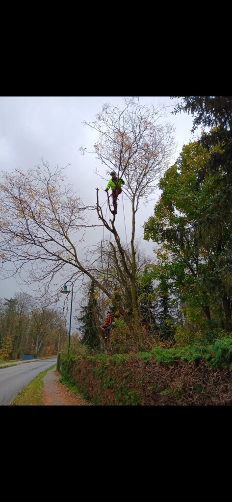 Bilder Omach Gartenlandschaftsbau