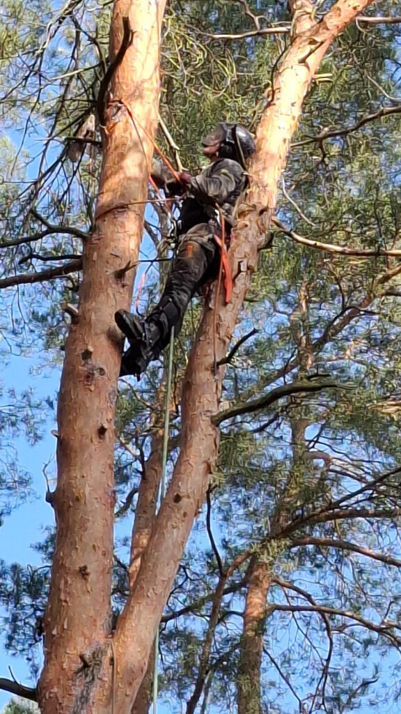 Bilder Omach Gartenlandschaftsbau
