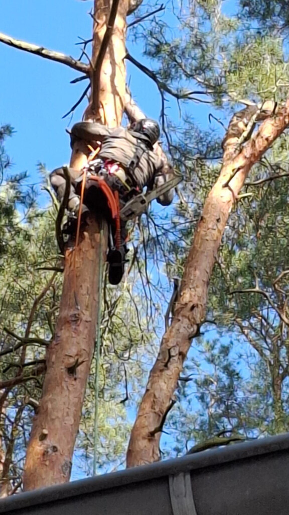 Bilder Omach Gartenlandschaftsbau