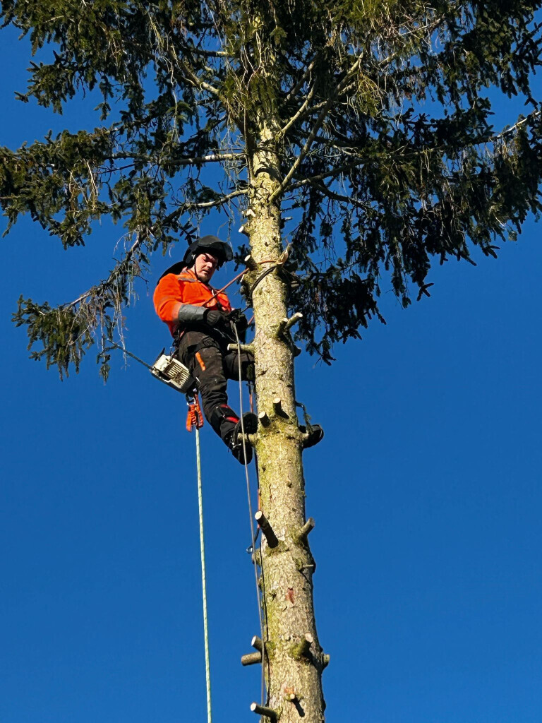 Bilder Omach Gartenlandschaftsbau
