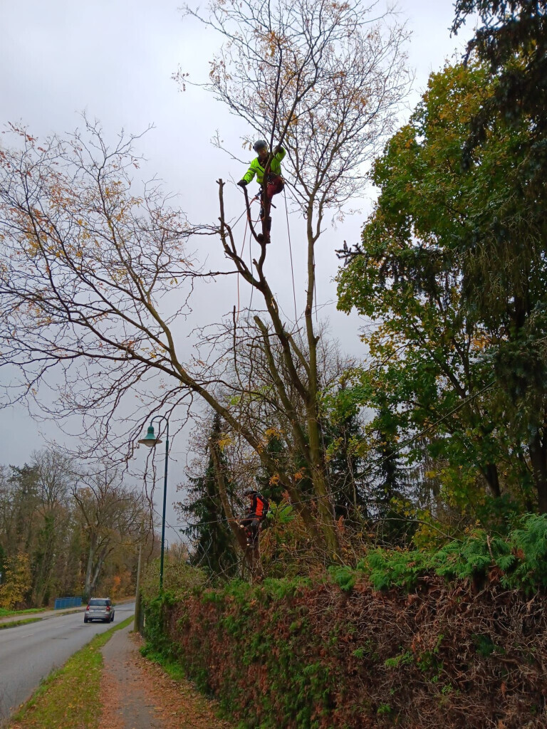 Bilder Omach Gartenlandschaftsbau