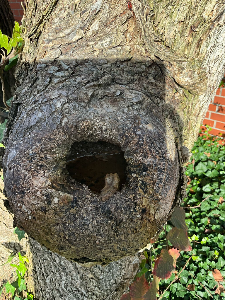 Bilder Omach Gartenlandschaftsbau