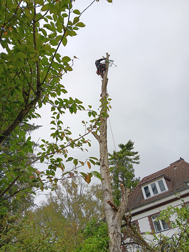 Bilder Omach Gartenlandschaftsbau