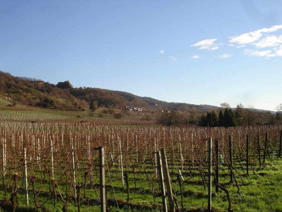 Bilder Ferienwohnungen Volk Dossenheim