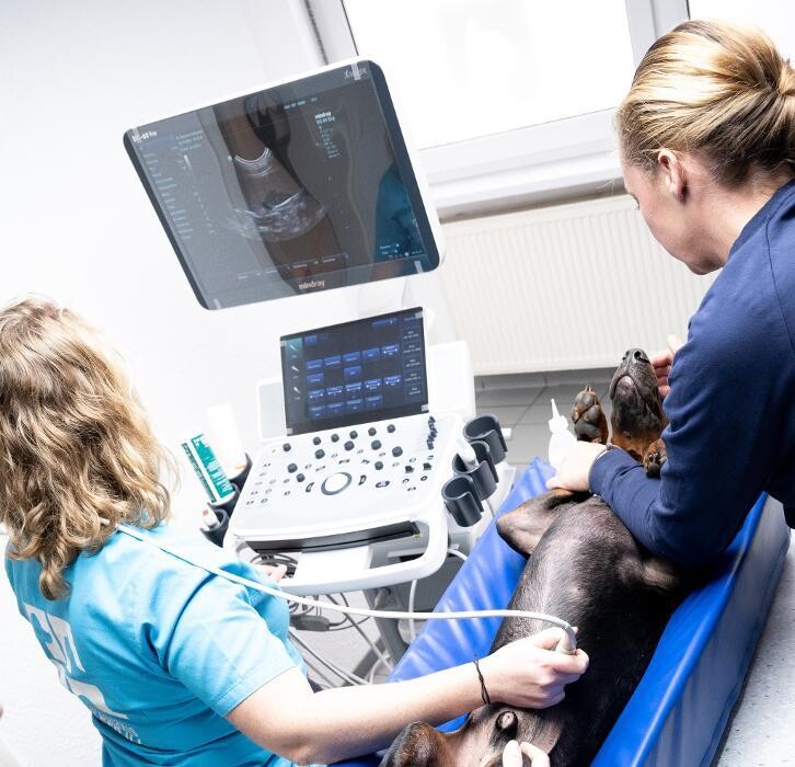 Bilder Tierarztpraxis AN DER ILL - Dr. med. vet. Susanne Hofstetter