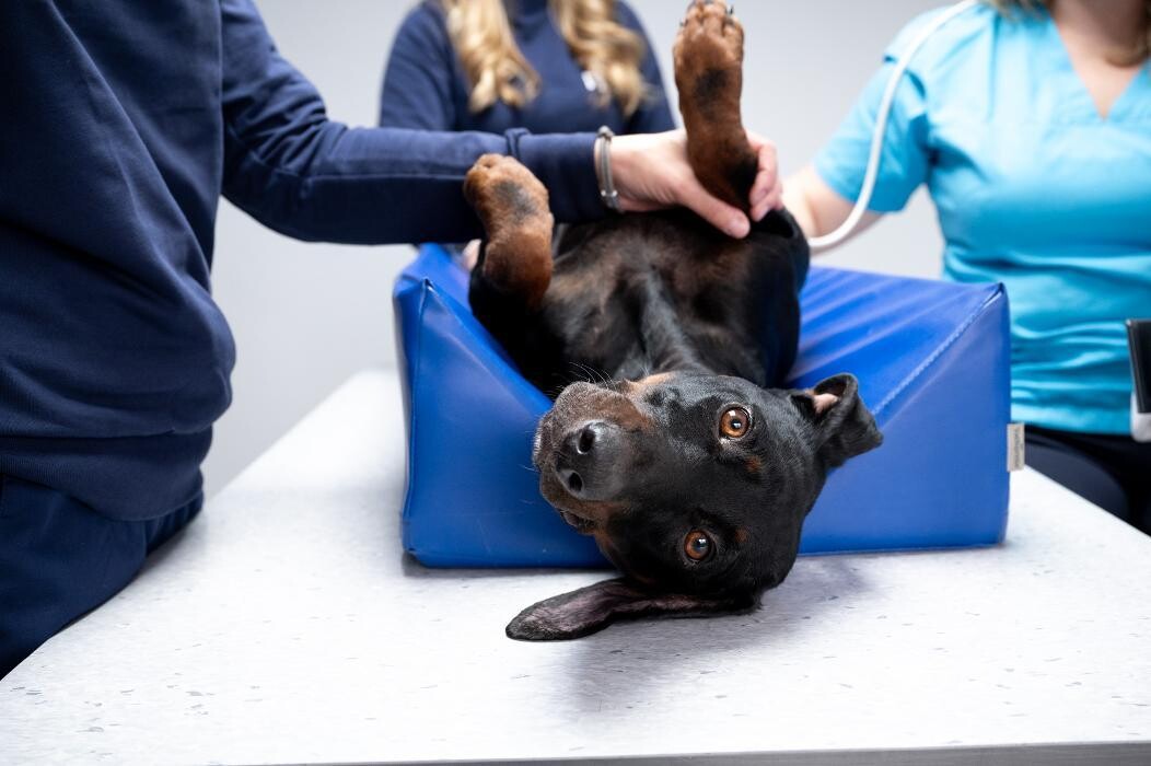 Bilder Tierarztpraxis AN DER ILL - Dr. med. vet. Susanne Hofstetter