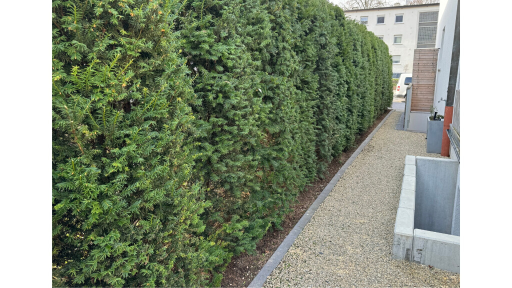 Bilder Daily Gartenpflege