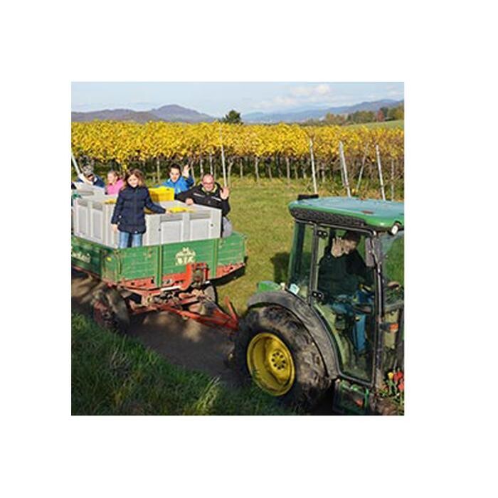 Bilder Weinbrunnen / Weingut Peter Landmann