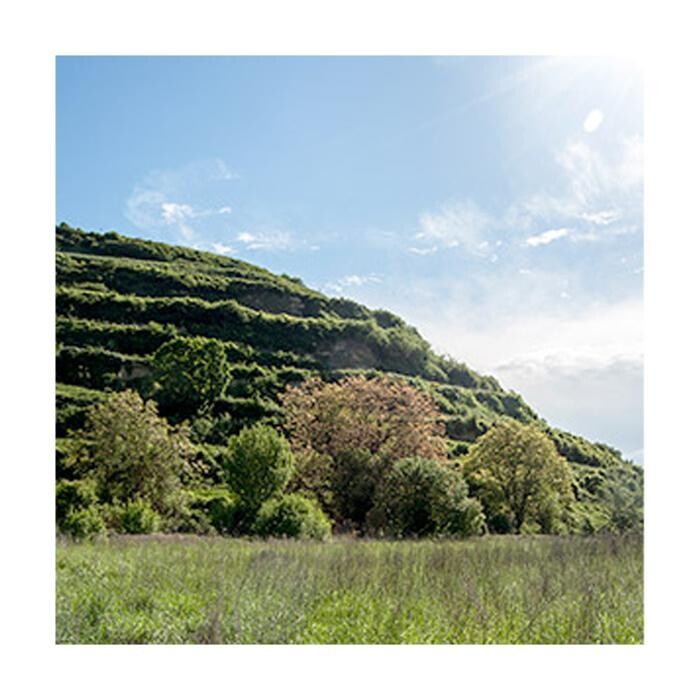 Bilder Weinbrunnen / Weingut Peter Landmann