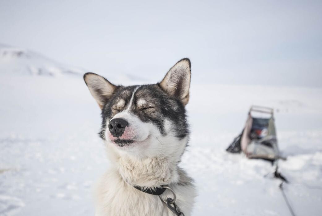 Bilder Gaby Knödler - Ganzheitliche Beratung rund um den Hund