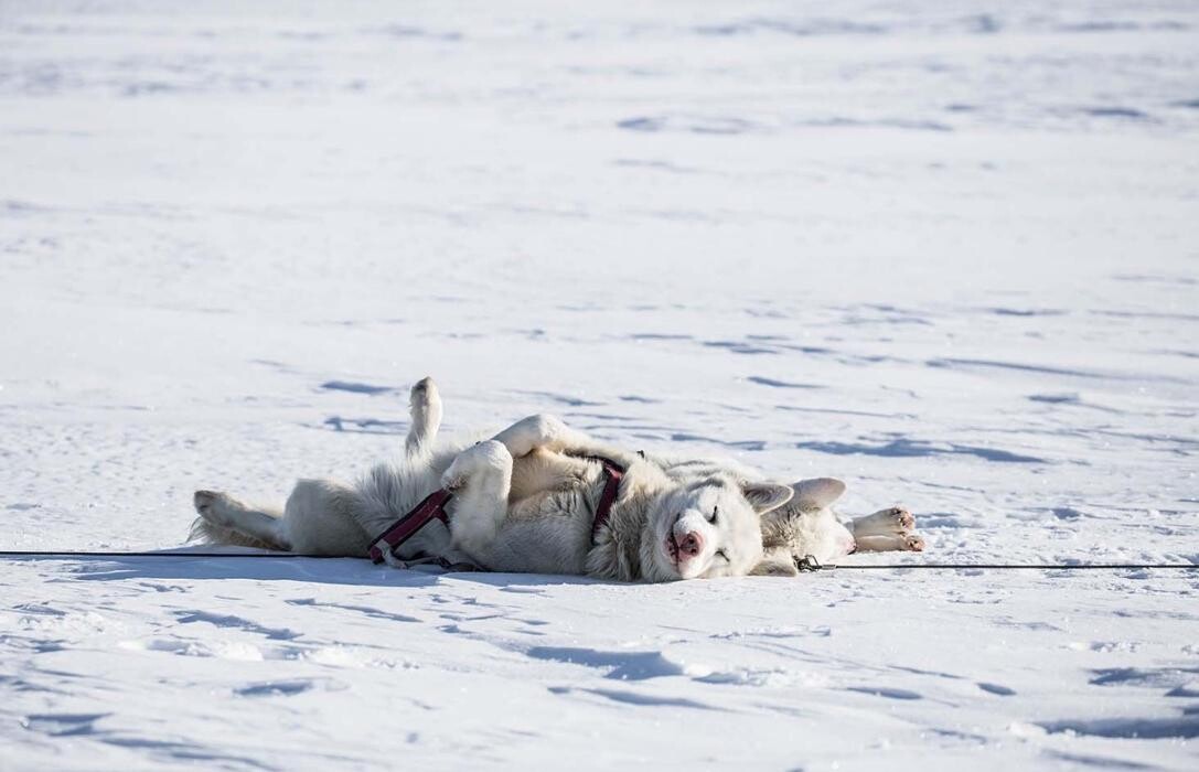 Bilder Gaby Knödler - Ganzheitliche Beratung rund um den Hund