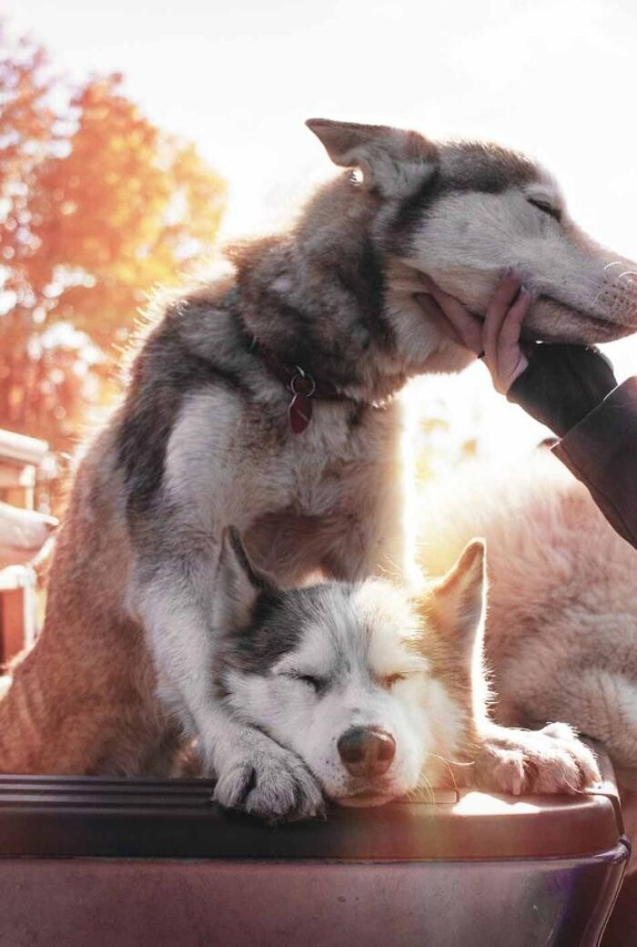 Bilder Gaby Knödler - Ganzheitliche Beratung rund um den Hund