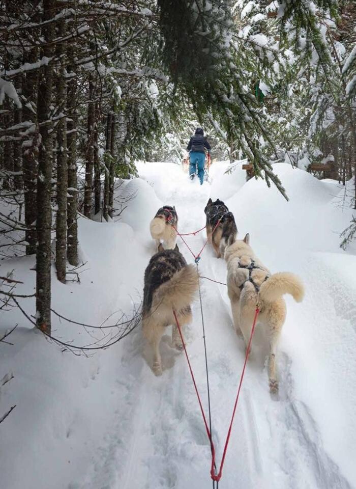 Bilder Gaby Knödler - Ganzheitliche Beratung rund um den Hund