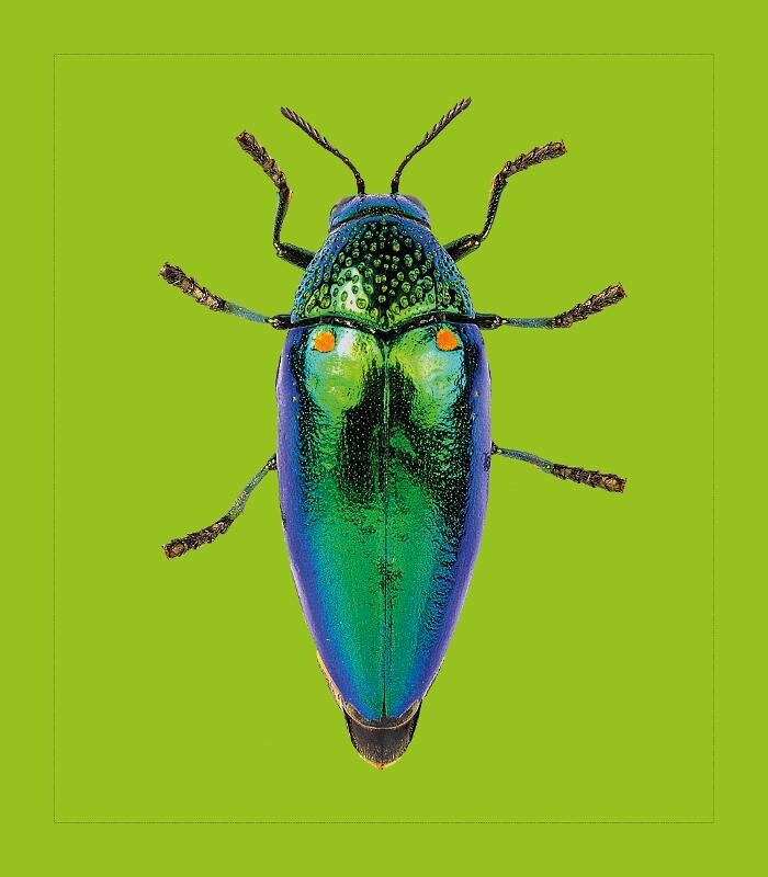 Bilder Thaishop Handarbeit