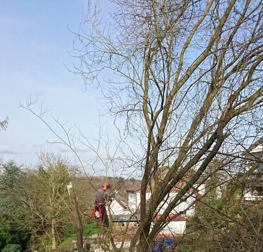 Bilder Mein Wunschgarten GmbH