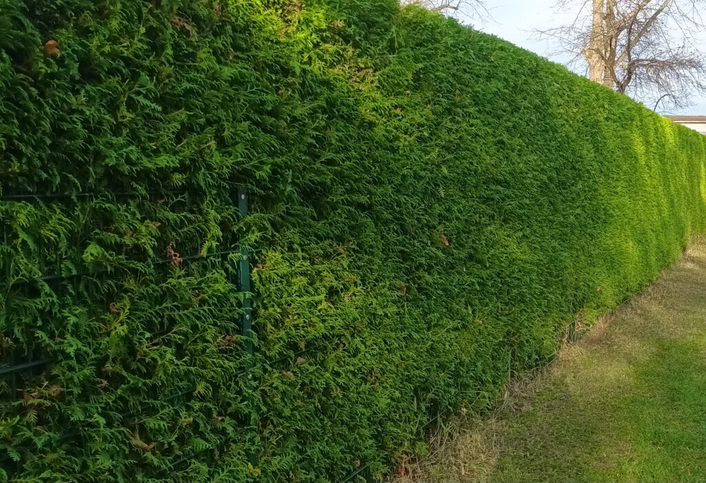 Bilder GaLaBau Ludwig