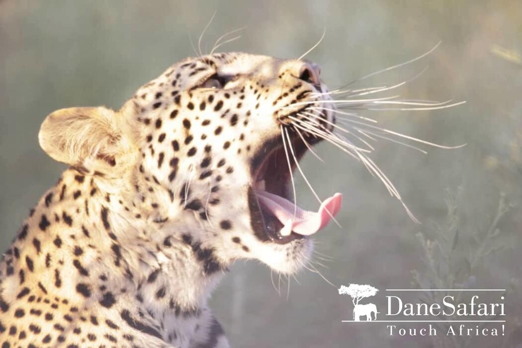 Bilder DaneSafari