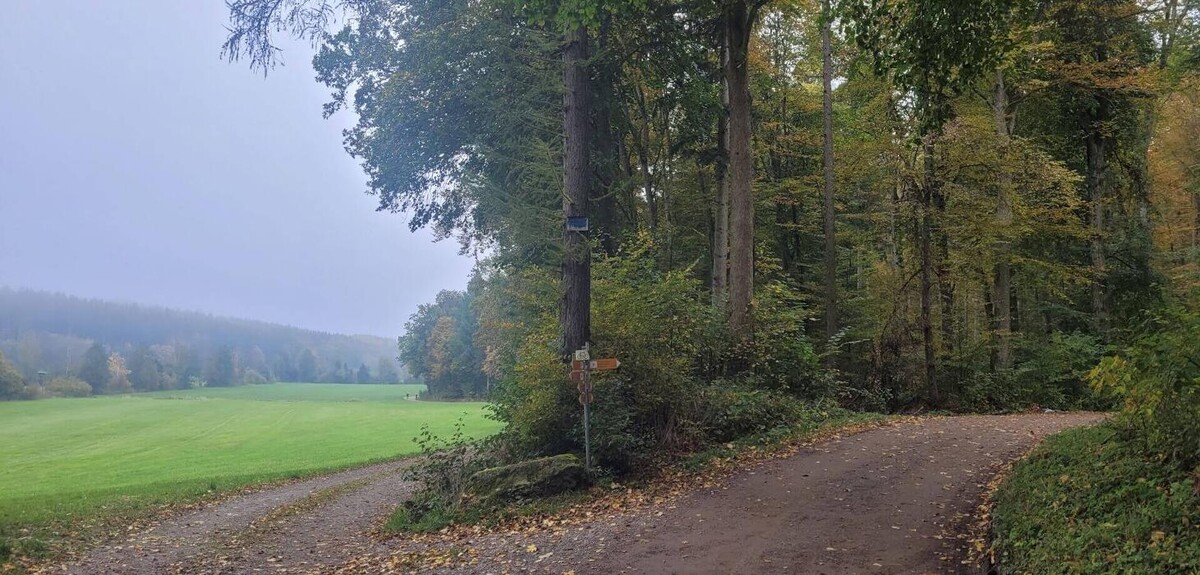 Bilder FriedWald Biberach an der Riß