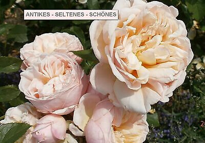 Hinter der Rosenhecke 64 Logo