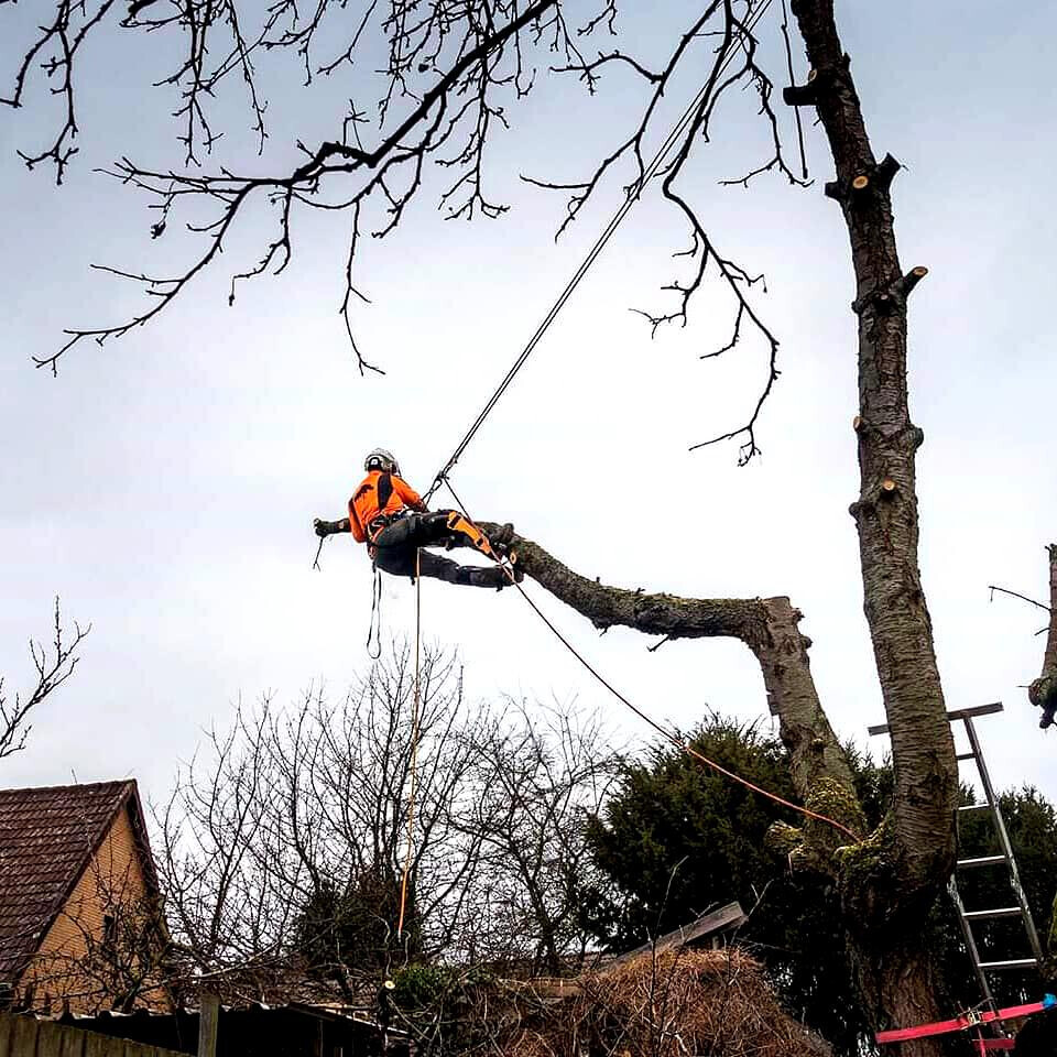 Bilder Dietrichs Baumdienst