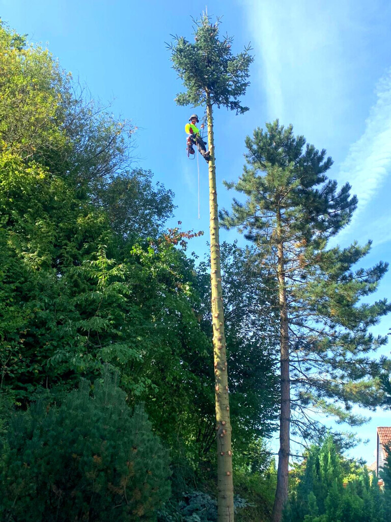 Bilder Dietrichs Baumdienst