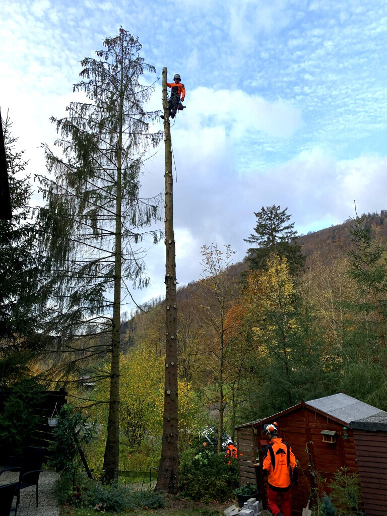 Bilder Dietrichs Baumdienst