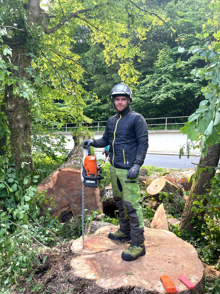 Bilder Dietrichs Baumdienst