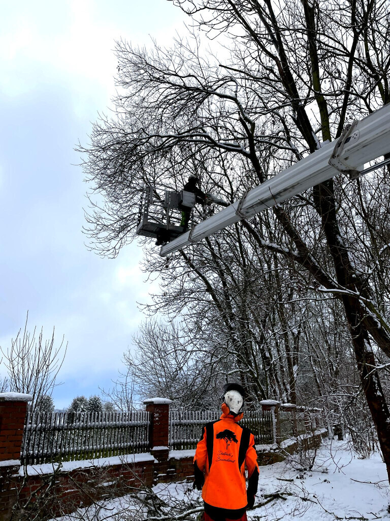 Bilder Dietrichs Baumdienst