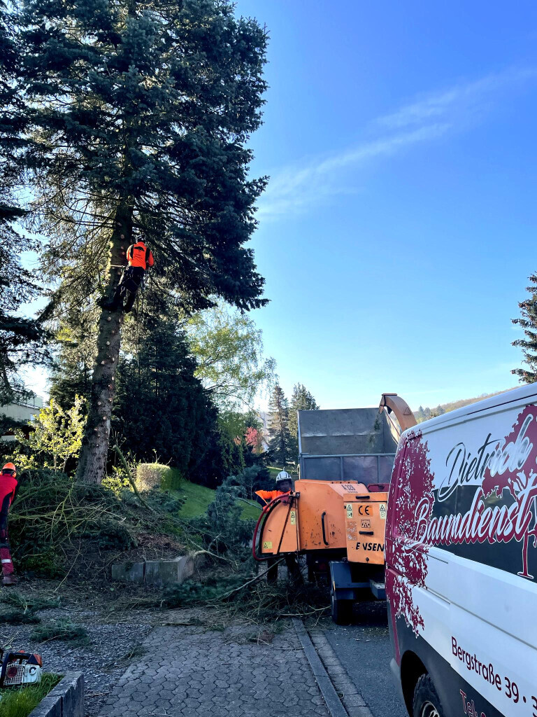 Bilder Dietrichs Baumdienst