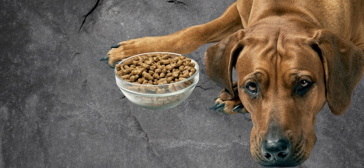 Bilder HUNDherum glücklich mit Hundefutter-Vergleich24 | ANIfit