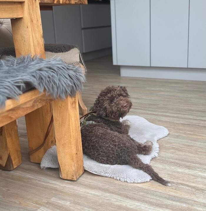 Bilder HUNDherum glücklich mit Hundefutter-Vergleich24 | ANIfit