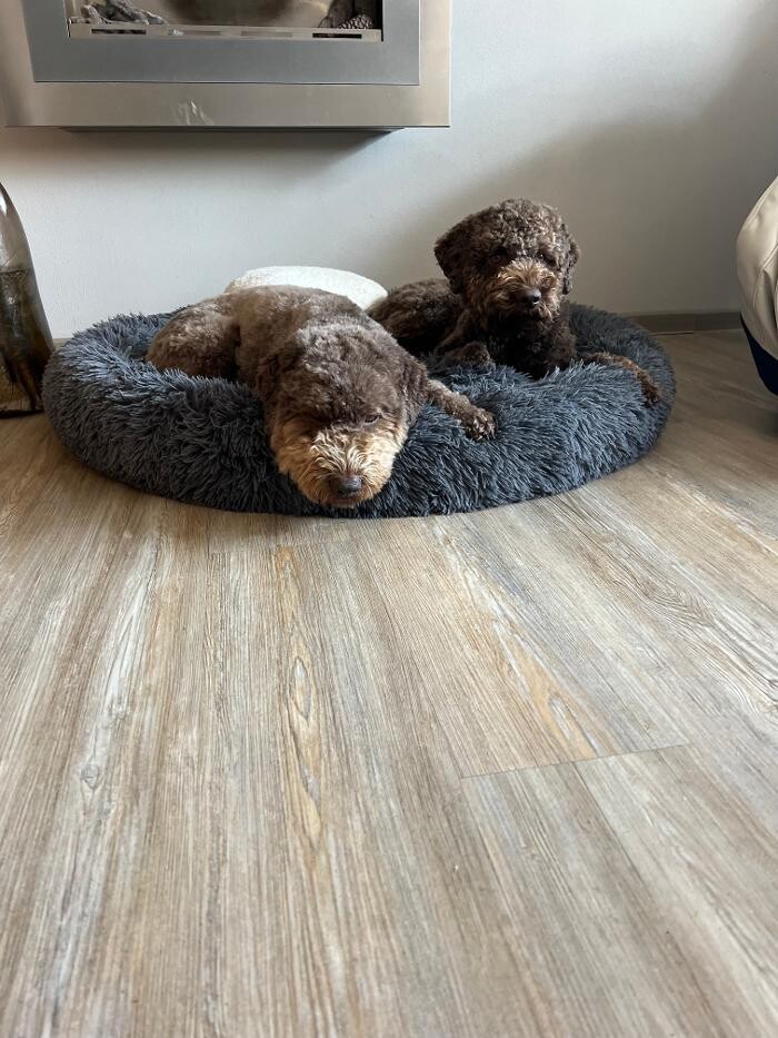 Bilder HUNDherum glücklich mit Hundefutter-Vergleich24 | ANIfit