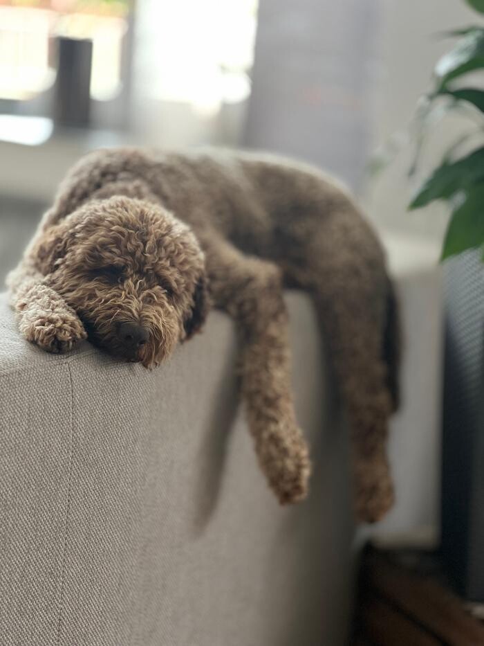 Bilder HUNDherum glücklich mit Hundefutter-Vergleich24 | ANIfit