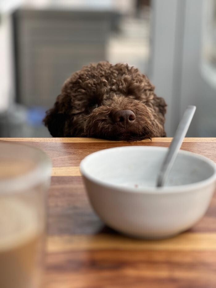 Bilder HUNDherum glücklich mit Hundefutter-Vergleich24 | ANIfit