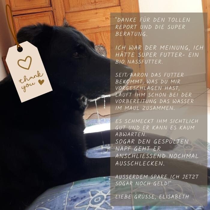 Bilder HUNDherum glücklich mit Hundefutter-Vergleich24 | ANIfit