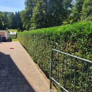 Bilder King of Greens