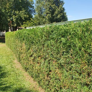 Bilder King of Greens