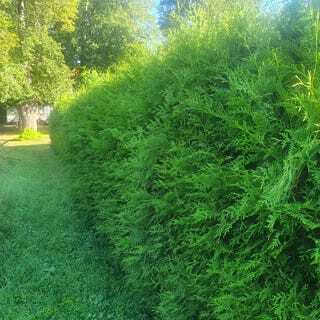 Bilder King of Greens