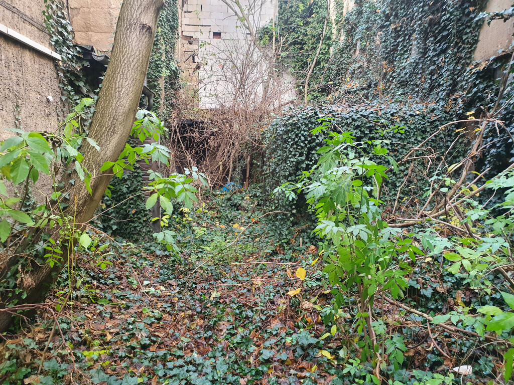 Bilder King of Greens