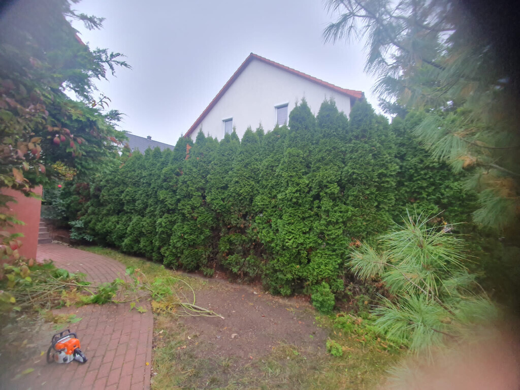 Bilder King of Greens