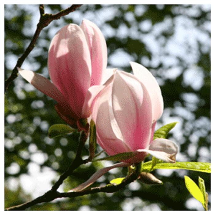 Bilder Psychologische Beratung (DGIP) - Thiele-Reuter