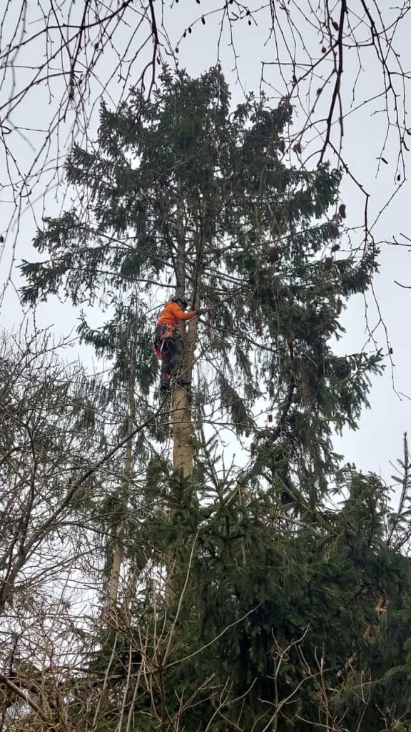 Bilder Jb-Dienstleistungen Baumpflege&Gartenpflege